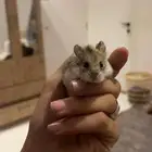 هامستر روسي