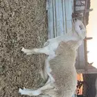 فحل حري شرط