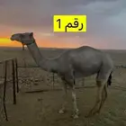 هجن