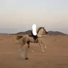 حصان شييخ للبيع