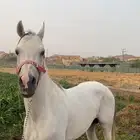 حصان عربي اصيل مع شهاداته
