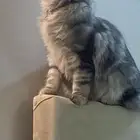 قط للتبني عمر ستة شهور ما يشتكي من أي شيء مع أغراض