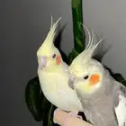 زوج كروان للبيع