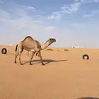 بعير دبياني على بعير فهد الشريع