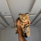 قطوه سكوتش