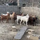 تيوس