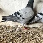 زاجل سباق