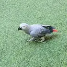 كاسكو اليف ومتكلم بطلاقه