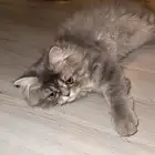 قط بيكي فيس لتبني