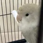 يوجد طير روز نص ولافه الوان مميزه