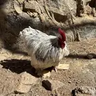 ديك كوشن قزم