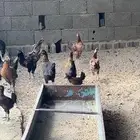 دجاج