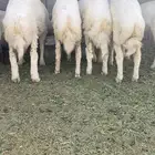 ذبايح طليان حري جبر