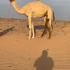 ناقه بنت متحد ابن رويشد ولقحه تلد من شاهين