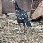 دجاج باكستاني سندي