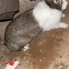 ارانب طيبه العدد يزيد وينقص البيع مستعجل