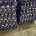 بيض بلدي مخصب بلدي حر صافي