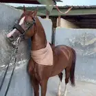 حصان كفو شعبي