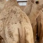 بكره قصب