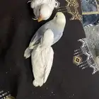 للبيع فروخ روز اللبيون