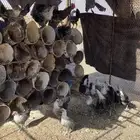دجاج بياض شرط