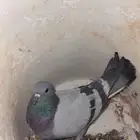 حمام بلدي للبيع