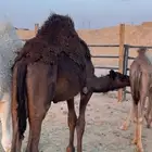 قعدان قصب
