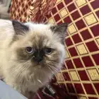 بس هملايا بكامل اغراضه