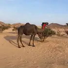 ناقه لقحة طيبه