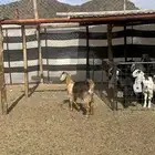 جفره ذبيحه طيبه بالحيل(تم البيع )