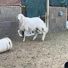 مشروع فحل حري