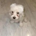 Dog for sale 500 sar he s 7 months old friendly