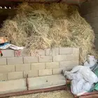 علف ( نجام ) وشعير للحلال