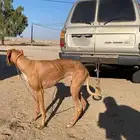 سلوقي مفقود بالجمش
