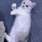 قطة شيرازي