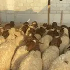 رخال نعيم مراح واحد 1130
