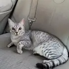 قطه للتبني