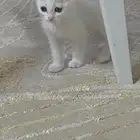 قطوا لتبني انثى
