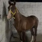 حصان شعبي للبيع
