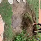 ثيل طبيعي نجيله طبيعي