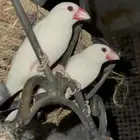 زوج طيور الجاو منتج