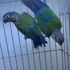 كنيور كريمسون