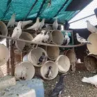 حمام للبيع