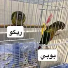 طيور كنيور