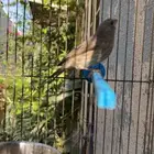 ذكر ياسمين طايفي