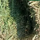 برسيم مزارع تبوك