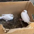 زغلليل فرنسي