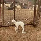 داغور للبيع