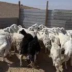 حريات دفيع العدد 36