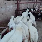 طليان نطيفه بريه ع الشرط ( سلخ وتوصيل )